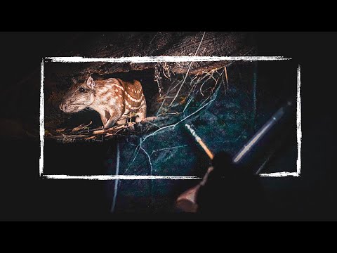 Hunting a GIANT RAT at Night (Paca) | Jungle stories