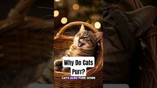 Why Do Cats Purr? #Shorts #AnimalFacts #CuriousMind