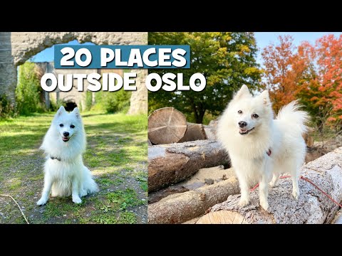 Molly The Spitz Guiding You Through 20 PLACES Outside Oslo, Norway