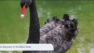 Imagination Unleashed -The Tale of the Black Swan 4K fix