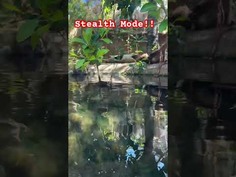 Your Next!!! #zoo #sandiego #familytime #hunting #stealth #aligators #animals