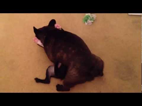 Donnie the Boston Terrier Puppy gets humped by Luka the French Bulldog