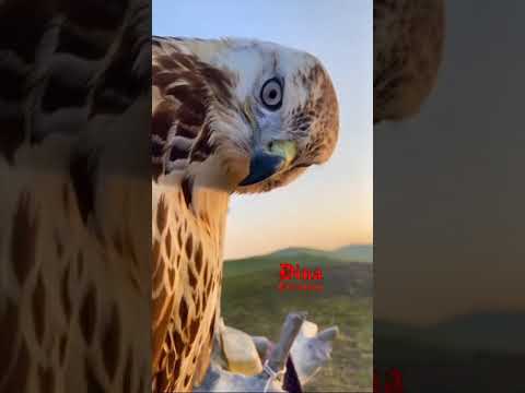 Baaz Angry with video 😱😱🦅#youtubeshorts #status #story #video #viral