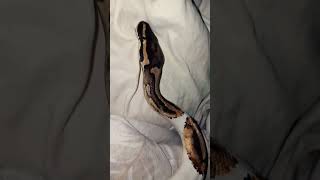 🤍🐍#snake #viralvideo #foryou #reptiles #animals #fypシ#piedballpython #ballpython