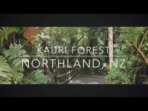 ProView S3 Gimbal and Filmic Pro video test Kauri Forest New Zealand