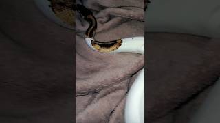 🤍🐍#reptiles #ballpython #animals #pets #exotic #foryou  #piedballpython