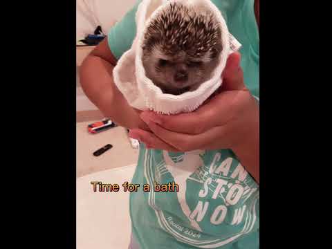 Hedgehog Moments part 8 #cuteanimal #trending #funny #cutepet #capcut #hedgehog