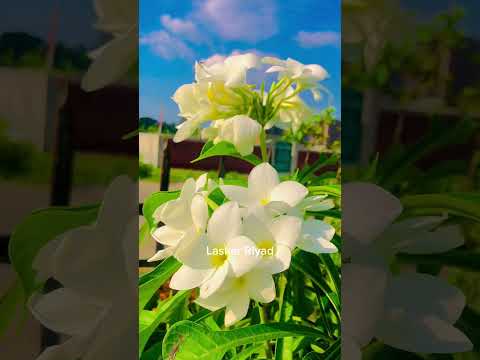 ...তুমিতেই  শুরু তুমিতেই শেষ তুমি চলে গেলে  আমার গল্প এখানেই শেষ ........!💔🫶🥀🥀 #lasker