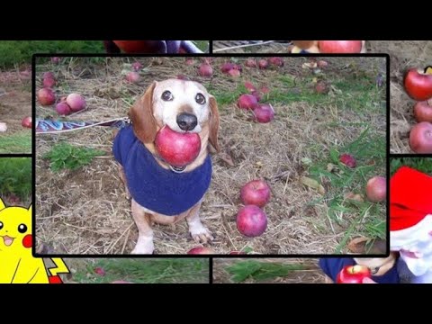 AI Apple Dog: How AI Sparked the Viral TikTok Meme (Part 3)