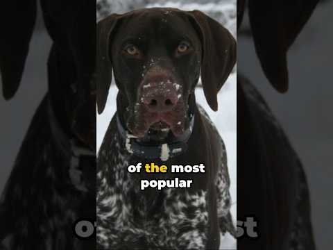 German Shorthaired Pointer Legacy #shorts  #germanshorthairedpointer #doghistory
