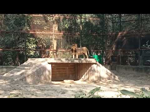 Lion The king of forest | Patna zoo| wildlife