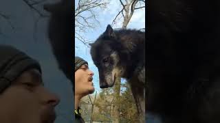 Aggressive wolf 🐺🐺 reaction Soo dangerous face 😈😈#wolf #shorts