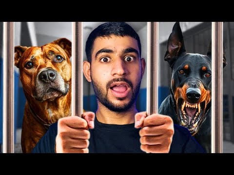 Supreme Court bans Stray Dogs