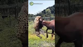 Epic Showdown: No Mercy in This Intense Struggle!