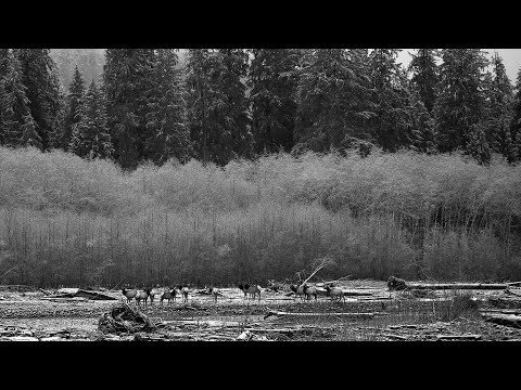 HOH Rainforest Elk