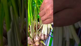 #short #satisfying #agriculture #agritools#farming2024  #youtubeshorts #EliteShortsUnleashed #1532