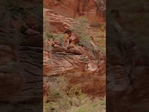 Hiking out of Havasue falls