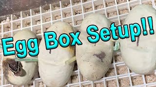 Egg Box Setup for Ball Python Eggs