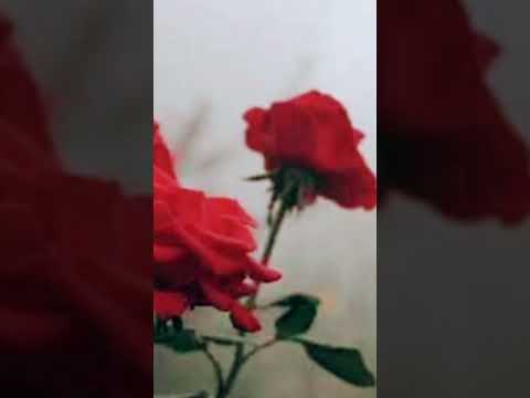 Aaro Viral Meetti