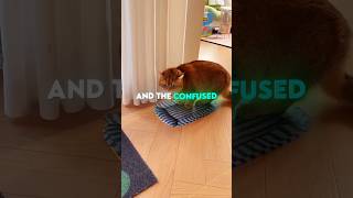 He Printed Everything for His Cat… Then This Happened 😹 #shorts