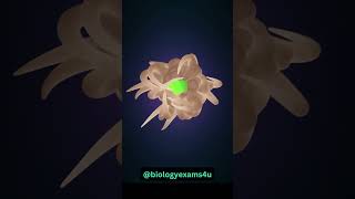 Immune Cells destroying Virus Infected Cells | 3D Animation
