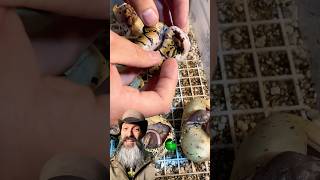 😬Severe issue! #molinarosnakelab #ballpython #ballpythonbreeding #babysnake #snakeeggs #royalpython