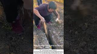 The Delicate Dig: Harvesting Chinese Yam from the Earth 🌱