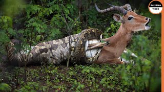 This Malicious Python Swallows The Impala Whole