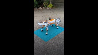 Quadruped Robot testing mobility