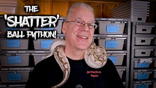 The Shatter Ball Python: The Genetic Paradox!