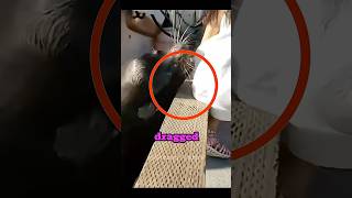 These 3 animals look cute but deadly the last is insane 😱🥶 #shorts #scaryanimals #cuteanimals