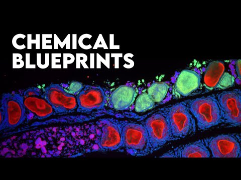 How Do Cells Communicate to Build Complex Organisms?