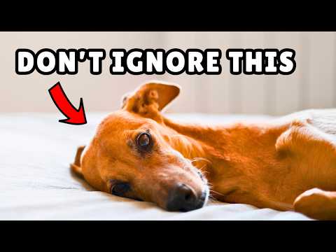 7 Warning Signs Your Dog Is Lonely (NEVER Ignore!) ⚠️
