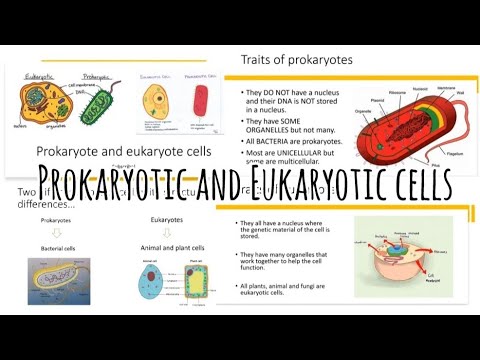 Prokaryote and Eukaryote cells || AQA || Cell biology