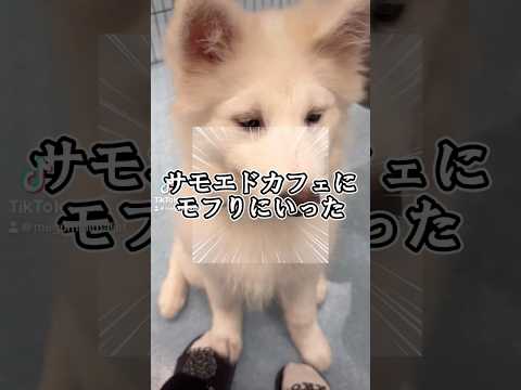 板橋区のサモエドカフェに行ってきました♪モフモフ可愛いすぎました〜。#サモエド　#サモエドカフェ　#犬好き