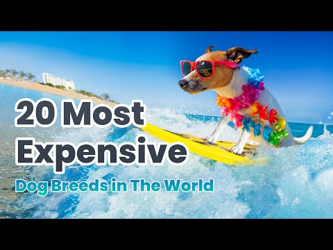 20 Most Expensive Dog Breeds In The World