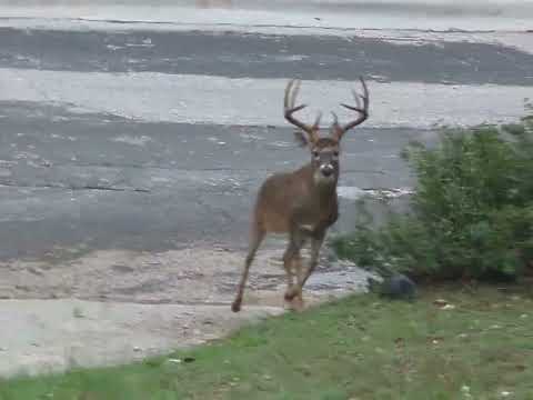 Beautiful Giant Buck