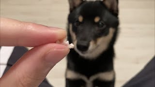 豆柴の歯が抜けました/A tooth fall out