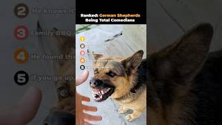 Ranked- German Shepherds Being Total Comedians 🐾