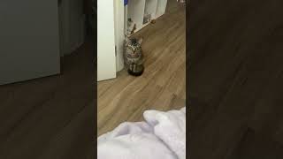 🐈🐈😲😲Amazing Cat see how to answer meow meow||ADORADIMAANO