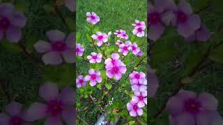 Nature's love #shorts #learnwithpranjal #nature