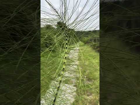 #grass #plant #nature хвощ польовий #природа #трави