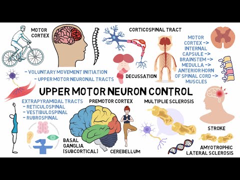 Upper Motor Neuron Control