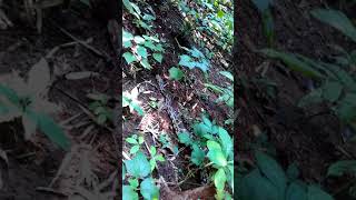 indian rock python