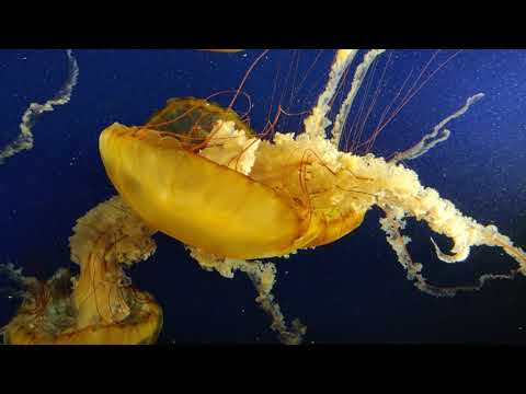 4K video of Jellyfish