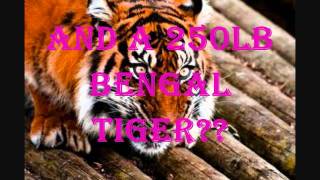 Life of Pi Project