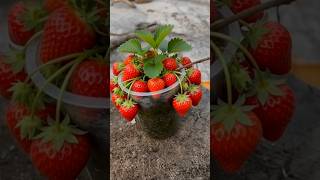How to grow Strawberry Plant🍓 #plants #strawberry #originalcontent