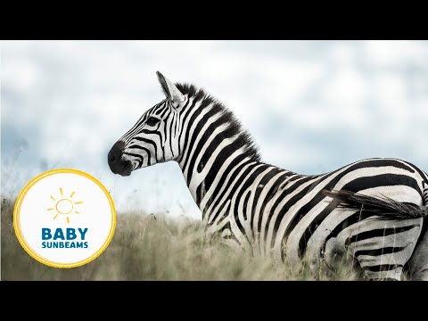 Let's Visit the Savannah! | Learn Animals & MORE! | Baby Learning | Baby Sunbeams