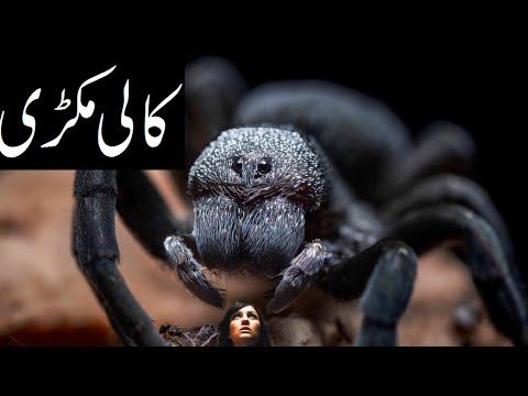 Spider web? (how it is made)(urdu/hindi)