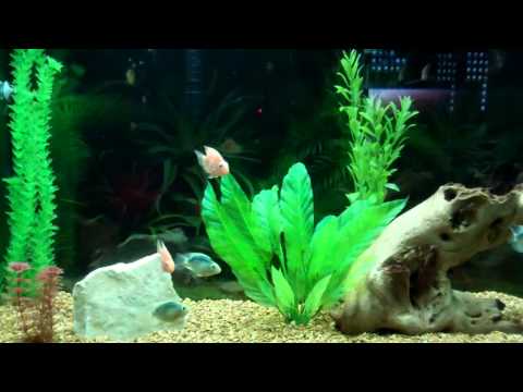Fish tank with  Red Blood Parrot Cichlids!